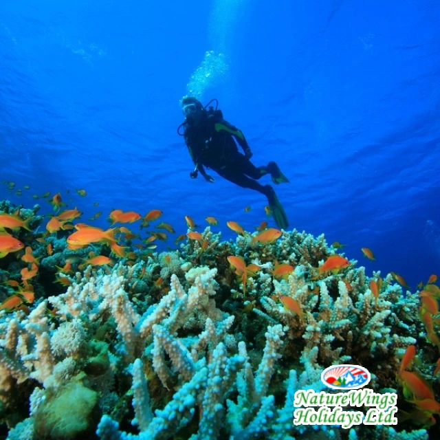 Andaman Tour Packages from Kolkata