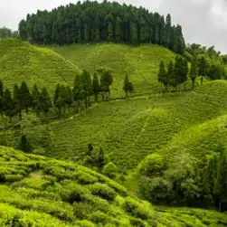 darjeeling tour package from njp station with nature wings