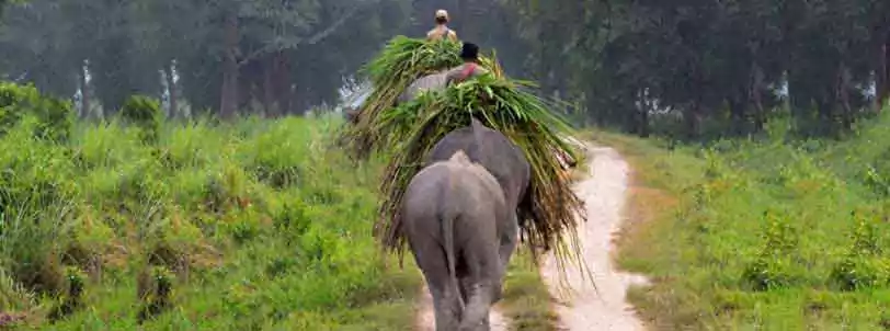 Kaziranga Elephant Safari Package Booking from Guwahati with NatureWings