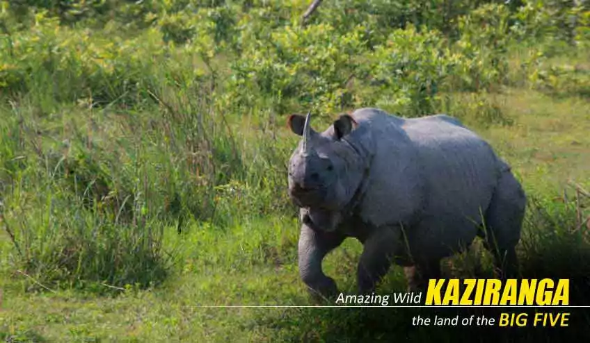 Kaziranga Package Tour, Kaziranga Tour Package, Kaziranga Package Tour ...