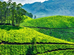 Kerala Tour Plan