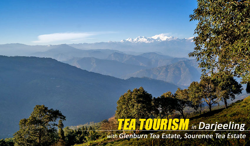 Tea Tourism in Darjeeling, Darjeeling Tea Tourism, Tea Tourism in ...