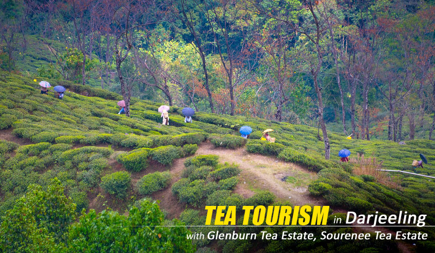 Tea Tourism in Darjeeling, Darjeeling Tea Tourism, Tea Tourism in