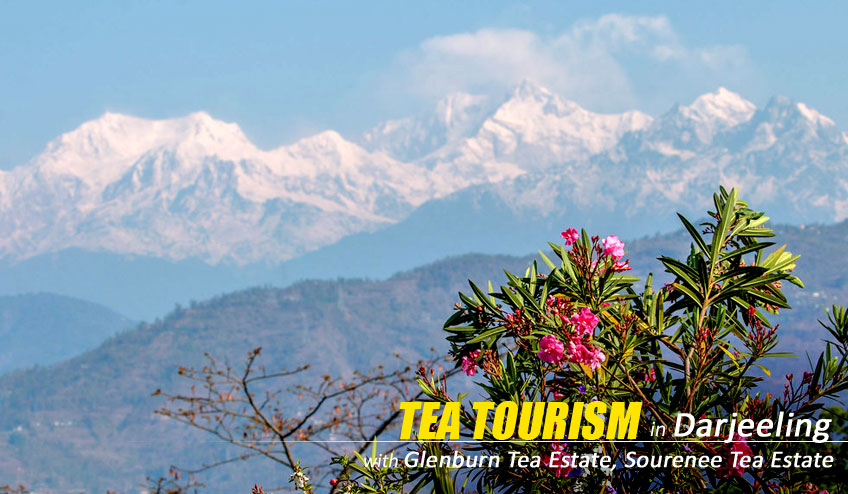 Tea Tourism in Darjeeling, Darjeeling Tea Tourism, Tea Tourism in